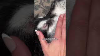 Zinc responsive dermatosis in huskies and sled dogs husky huskies [upl. by Leur327]