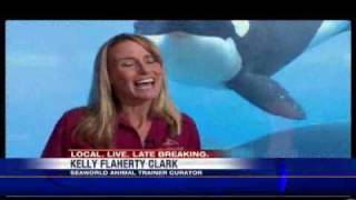 SeaWorld Makes Changes After Killer Whale Attack [upl. by Savadove]