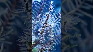 Ghost pipefish in the feather star macro underwater nature scubadiving youtubeshorts bali [upl. by Hola560]