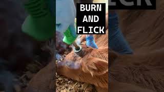 DISBUDDING A CALF IN 60 SECONDS [upl. by Mcloughlin667]