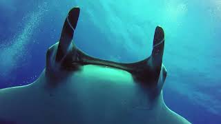 Oceanic Manta Ray Socorro [upl. by Anesuza]