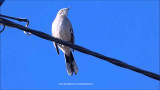 HQ Canto de Mimus saturninus Calandria Grande HD [upl. by Klayman]