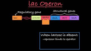 The lac Operon Positive and Negative Control [upl. by Marin]