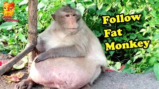 The Follow Fat Monkey [upl. by Leuname317]