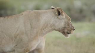 Chobe Game Lodge is the only permanent game lodge situated within the Chobe National Park Botswana [upl. by Thorin]