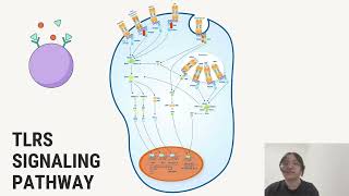 5 TLR Signalling Pathways [upl. by Cletis]