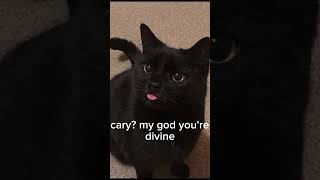 Black cats are aesthetic 🧸 CrystalsVideos 💗 [upl. by Ranjiv]