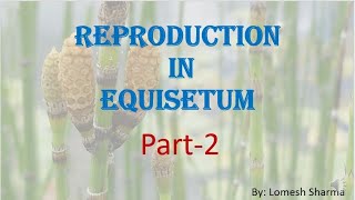 Equisetum  reproduction  and  life cycle  HPU BSc1st Year [upl. by Uuge161]