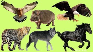 Learn Wild animal names and Sounds part 4 for Children In English [upl. by Norred]