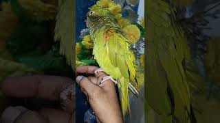 Red Fronted canure fully handtamd playful familier delhi 9958163586 [upl. by Annavaig]