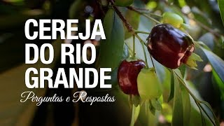 Como plantar Cereja do Rio Grande em vasos [upl. by Cida]