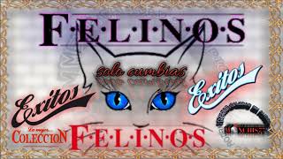 los felinos puras cumbias [upl. by Begga]