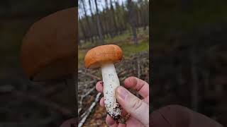 Picking Wild Edible Mushrooms of the Forest Russula amp Boletus [upl. by Nagy]