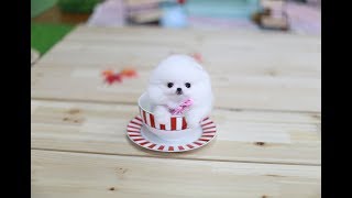 A teacup puppy steals a girls heart Pomeranian [upl. by Scandura]