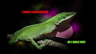 lanolis carolinensis [upl. by Aneda]