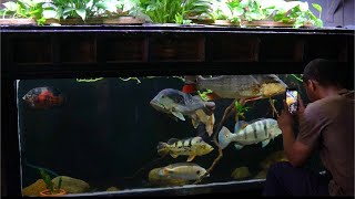 A Close Look At My DIY Monster Fish Tank [upl. by Yebloc]