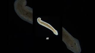 Planarian regeneration planaria sciencefacts science [upl. by Neehcas714]