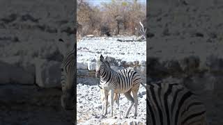 Zebra at Etosha National Park Namibia [upl. by Chane]