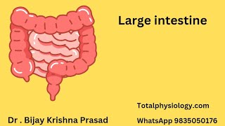 Large Intestine Parts Structure Functions Simplified [upl. by Ayres]