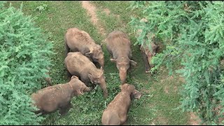 Nothing Goes to Waste Fresh Snacks for the KhamLa Herd  ElephantNews [upl. by Aicel88]