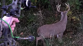 Big Buck Sneaks Up On Bowhunter  15 Yards [upl. by Retlaw]