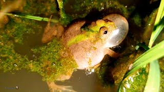 Small frog scream at night  HD VIDEO [upl. by Llezo865]