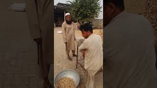 Peanuts Wholesale market [upl. by Lessard65]