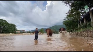 Heartwarming Welcome Home Darrick Reunites with the KhamLa Herd  ElephantNews [upl. by Assirialc971]