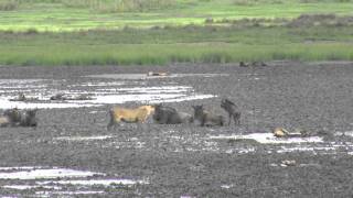 Wildebeests vs lioness  Lake Masek [upl. by Garrot]