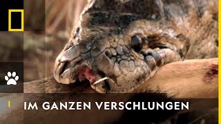 Python verschlingt Springbock  Die gefährlichsten Raubtiere der Welt [upl. by Arihaz470]