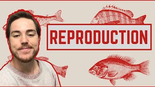 Ichthyology Lesson 6  Fish Reproduction [upl. by Rehpotsirahc]