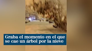 Graba el momento en el que se cae un árbol por el peso de la nieve en el barrio de Salamanca [upl. by Aehtorod]