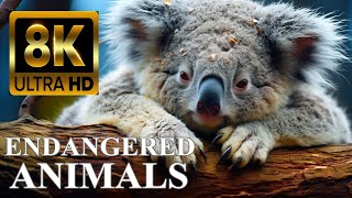 ENDANGERED ANIMALS 8K ULTRA HD with Names and Sounds [upl. by Vyner]