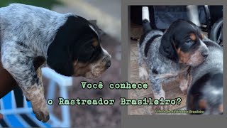 Rastreador Brasileiro filhotes [upl. by Derk]