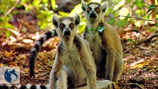 Lemurs of madagascar Full Documentary [upl. by Sanferd]