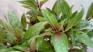 How to Grow CHANDAN TULSI  Updating of many cuttings [upl. by Ahterahs]