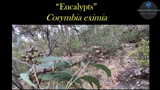 Eucalyptus ID  Corymbia eximia Yellow Bloodwood [upl. by Aiyekal]