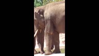 Elephantszoological park Athens [upl. by Fretwell]