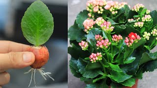 New Method of Growing Kalanchoe at Home the plant will take root faster [upl. by Ynahpit]