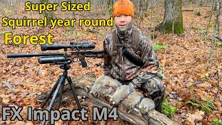 Super sized squirrels in this forest year round  squirrel hunting  tua nas ncuav FX Impact M4 [upl. by Misak]