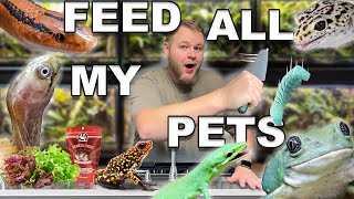 Feeding ALL 100 of my PETS 2024 [upl. by Lody]