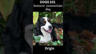 Dogs 101  Bernese Mountain Dogs  Facts Breed overview Temperament Training tips by Quiz Queen [upl. by Grazia]