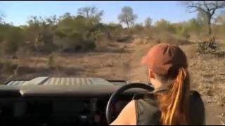 Safari Live Videos July 01 2016 Sunset Safari Full 3 Hour Video [upl. by Rahmann]