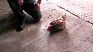 Cómo hipnotizar a una gallina [upl. by Plantagenet]