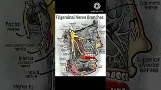 Trigeminal Nerve Branches shortsvideo shortsviral ytshorts anatomyandphysiology [upl. by Ajtak822]