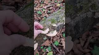 The gilled polypore Trametes betulina Southern Illinois [upl. by Leggett]