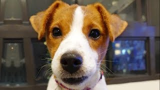 Ultimate Jack Russell Terrier Videos NEW [upl. by Jesse]