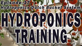 Hydroponics Training  Episode 17 Hydroponic Dutch Bucket System 12 Hydroponic Farming Training [upl. by Machos]