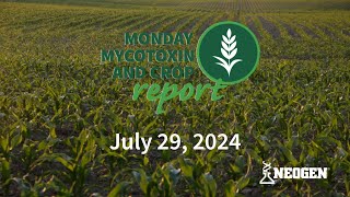 Monday Mycotoxin and Crop Report for July 29 2024 [upl. by Dolli]