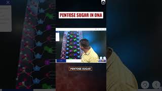 Pentose Sugar in DNA 3danimation shortsfeed shorts neet2024 [upl. by Eiramadnil]